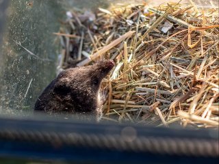 Resultaten onderzoek naar inventarisatiemethoden waterspitsmuis